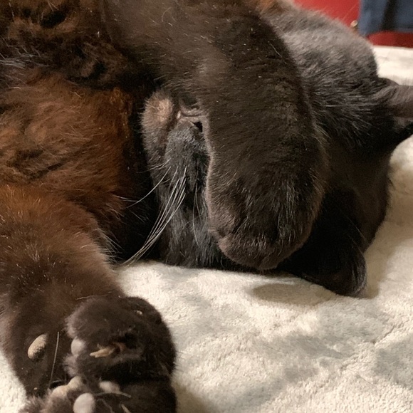 Meet your Posher, Edgar - Picture 5 of 8